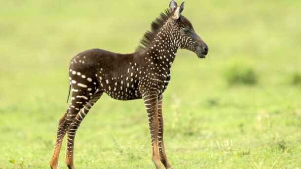 Pöttyös zebrabébi született Kenyában