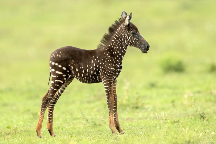 Pöttyös zebrabébi született Kenyában