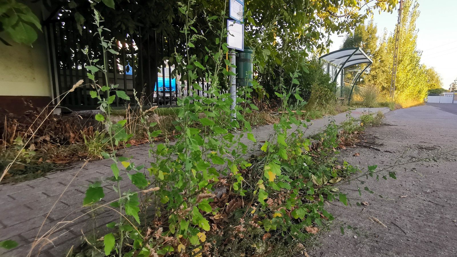 Szinte biztos, hogy nem látott mostanában annyi szemetet, mint amennyi az Erzsébeti úton van 13