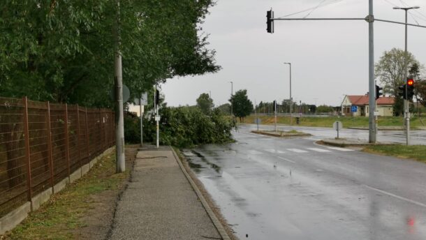 Tombol a vihar Szegeden: fák dőltek az útra, vezetékek szakadtak le 6