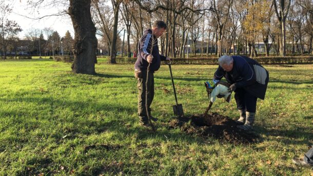 12 fát ültettek el Hódmezővásárhelyen