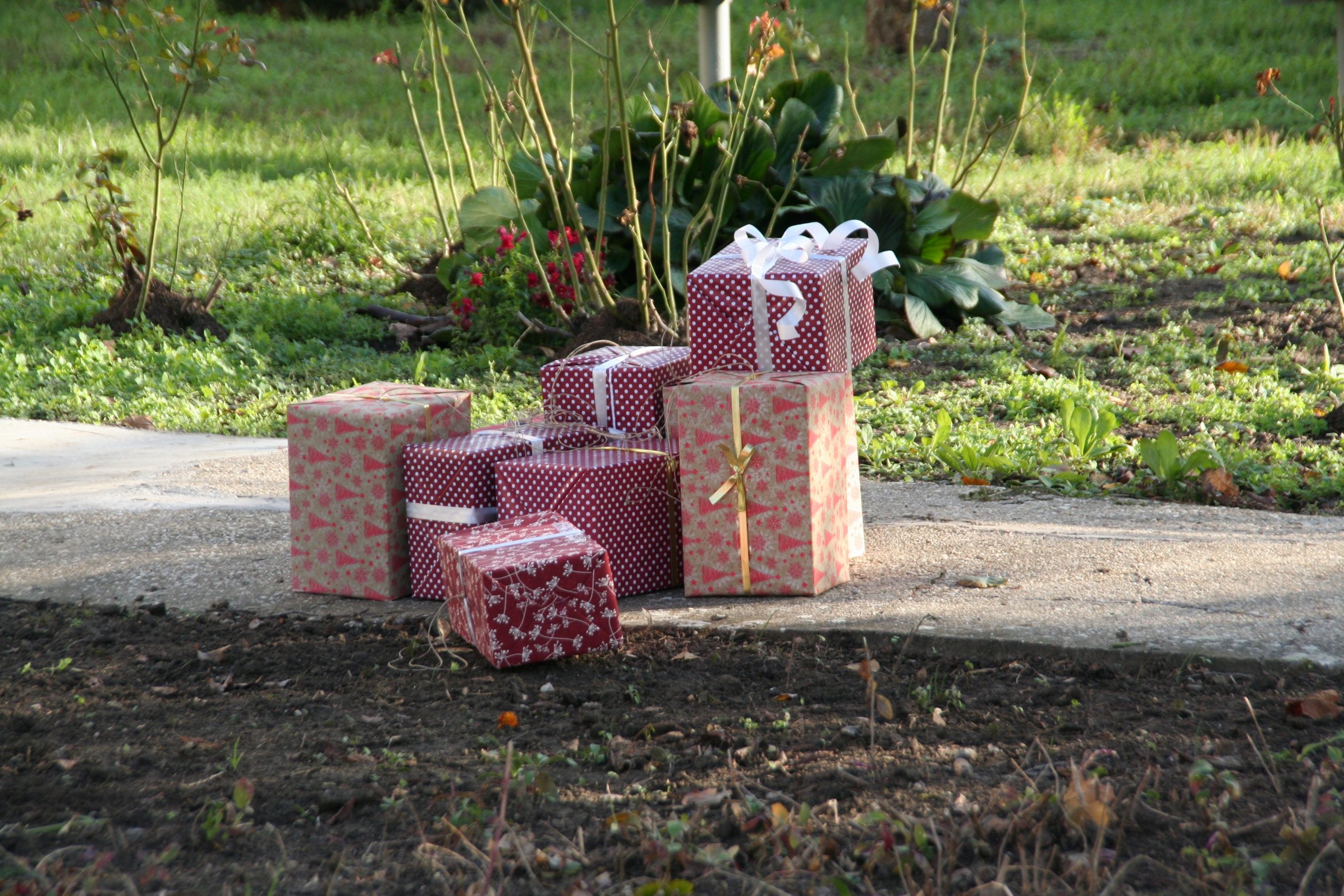 Adventi ünnep Klárafalván, fenyődíszítéssel 1