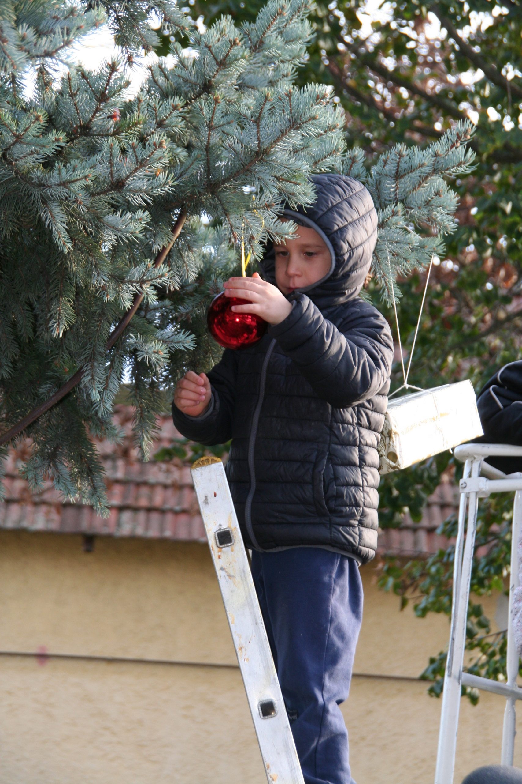 Adventi ünnep Klárafalván, fenyődíszítéssel 6