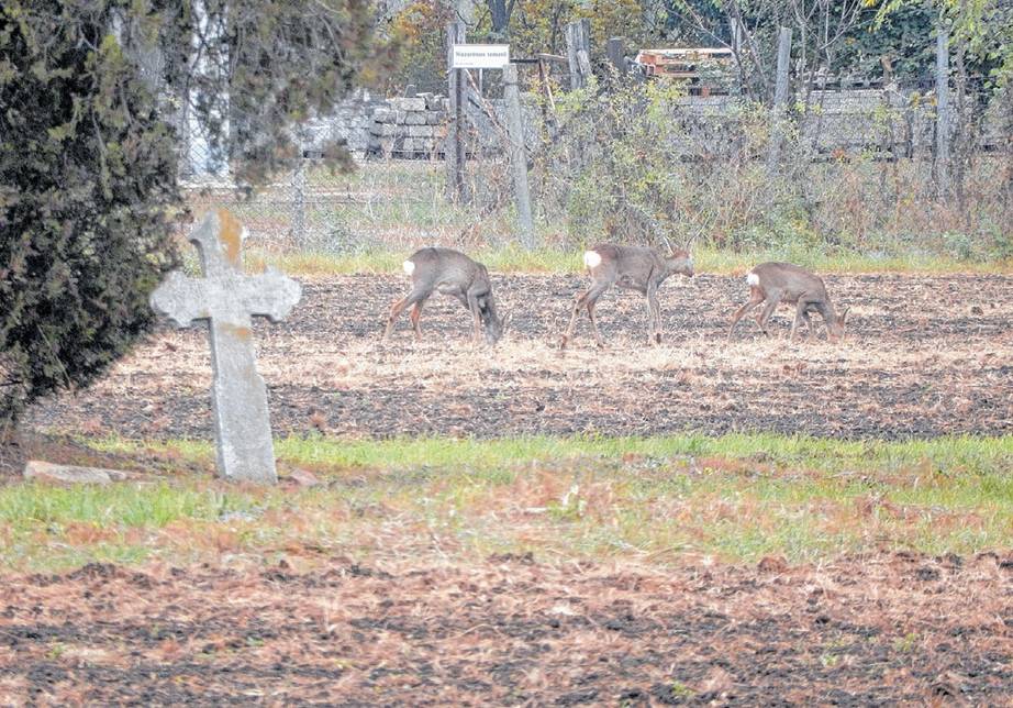 Élve szállítanák el az őzeket a vásárhelyi sírkertből