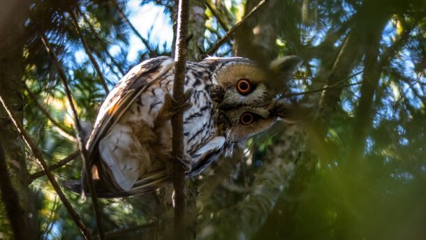 Az erdei fülesbagoly lett a 2020-as év madara, az év hüllője pedig a keresztes vipera