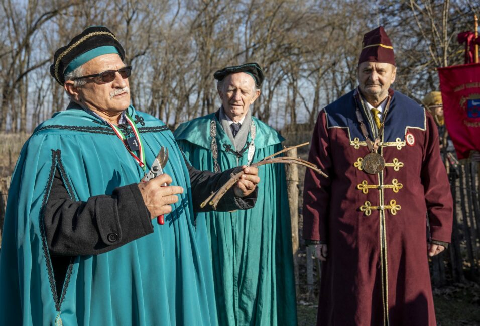 Bőséges szőlőtermést jósoltak Ópusztaszeren