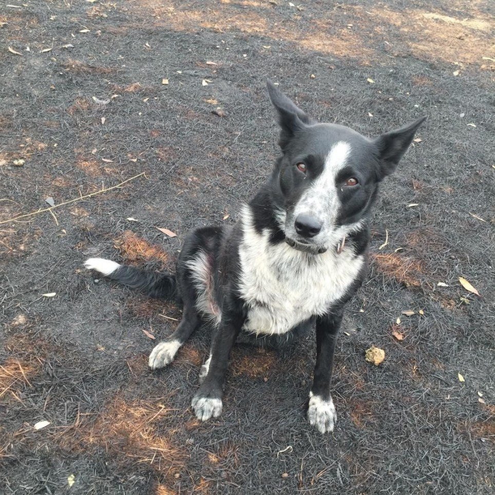 Egy egész nyájat megmentett a tűztől egy collie Ausztráliában 1