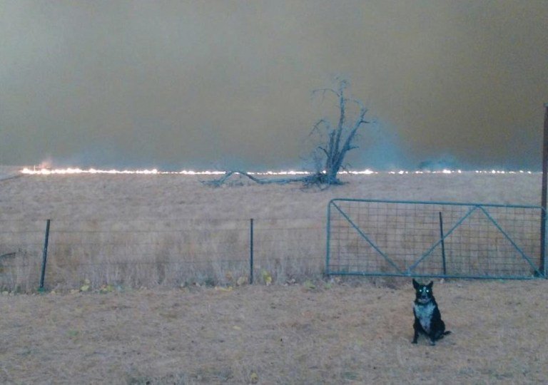 Egy egész nyájat megmentett a tűztől egy collie Ausztráliában