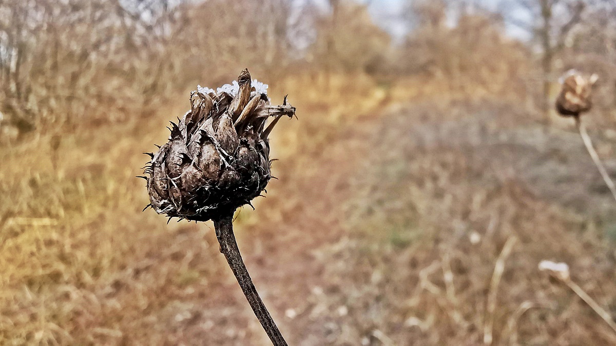 Téli arcát mutatja a Téglagyári Tanösvény (fotók) 9