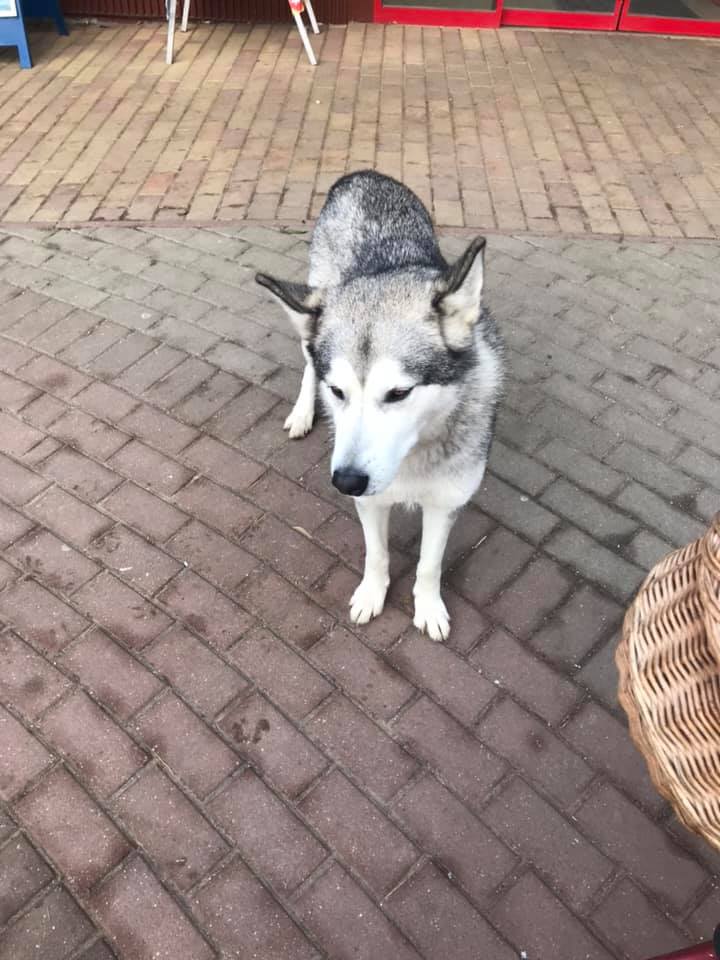 Tüneményes husky keresi gazdáját Székkutason 1