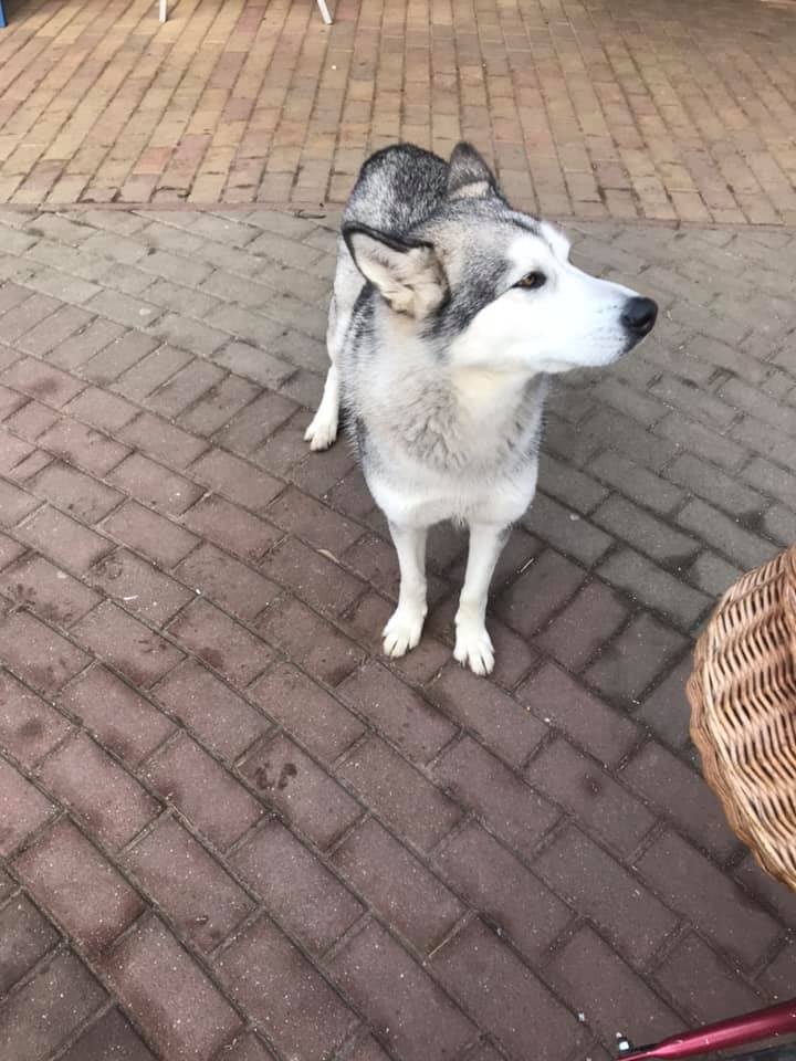 Tüneményes husky keresi gazdáját Székkutason 2