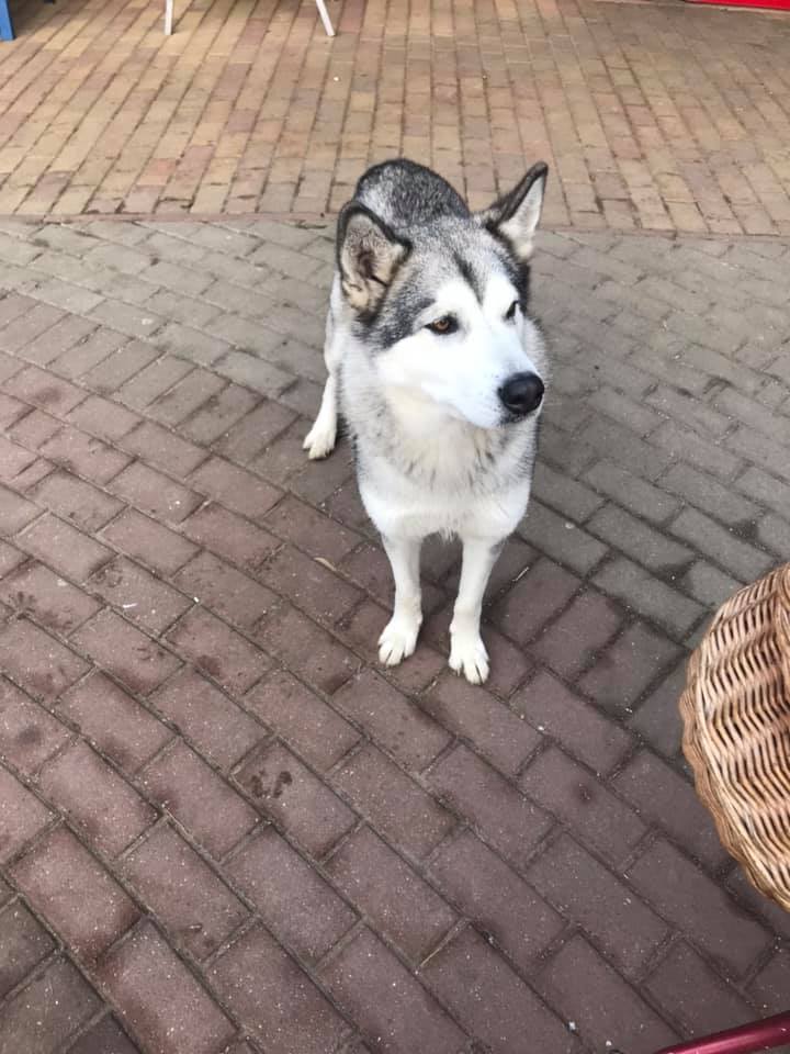 Tüneményes husky keresi gazdáját Székkutason 3