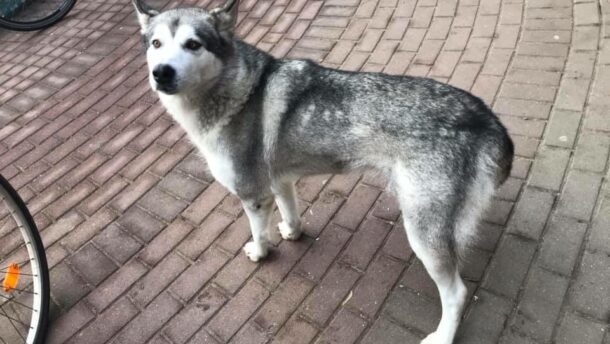 Tüneményes husky keresi gazdáját Székkutason