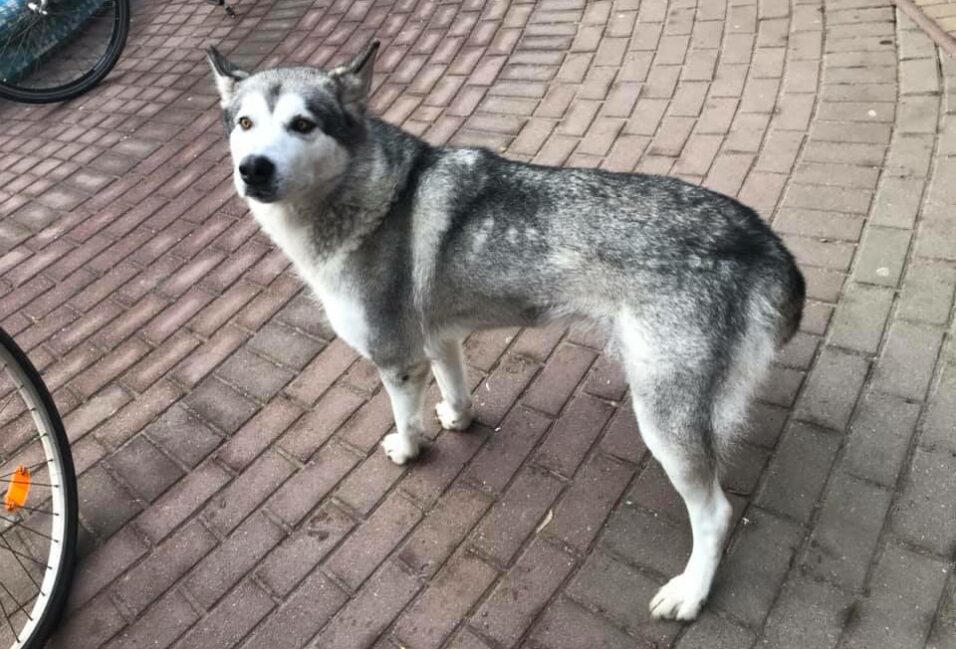 Tüneményes husky keresi gazdáját Székkutason