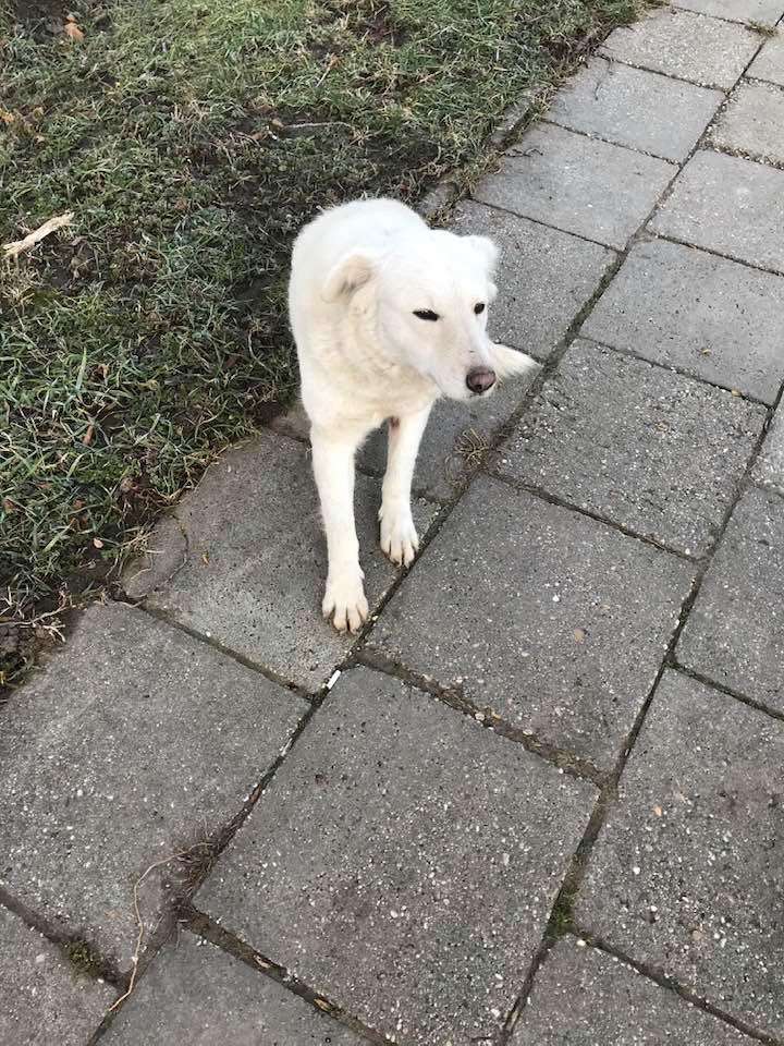 Kuvasz keresi gazdáját Székkutason 1