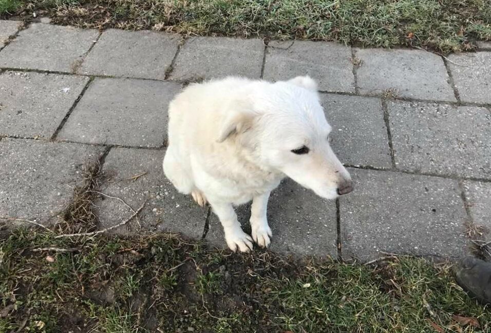 Kuvasz keresi gazdáját Székkutason