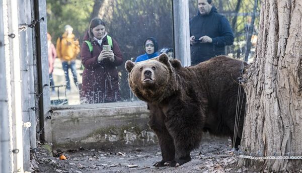 Meglátta árnyékát a fővárosi állatkert medvéje