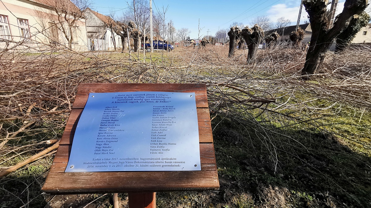 Metszik a fákat az Epreskertben 1