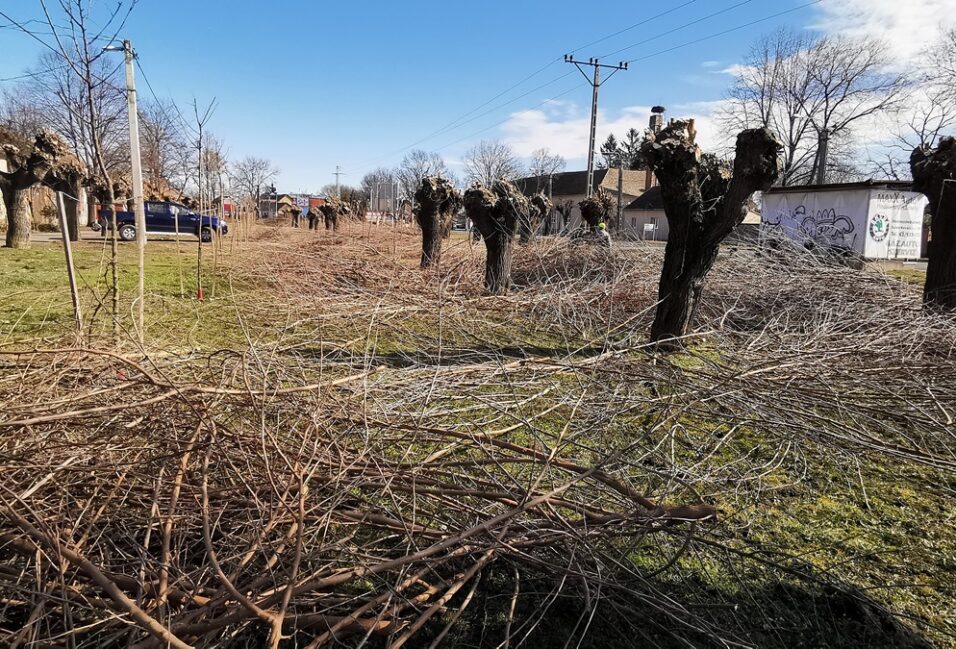 Metszik a fákat az Epreskertben