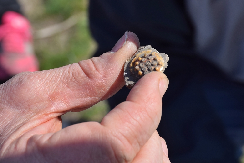 A Tornyai munkatársai folytatják terepbejárásukat Csomorkányon 3