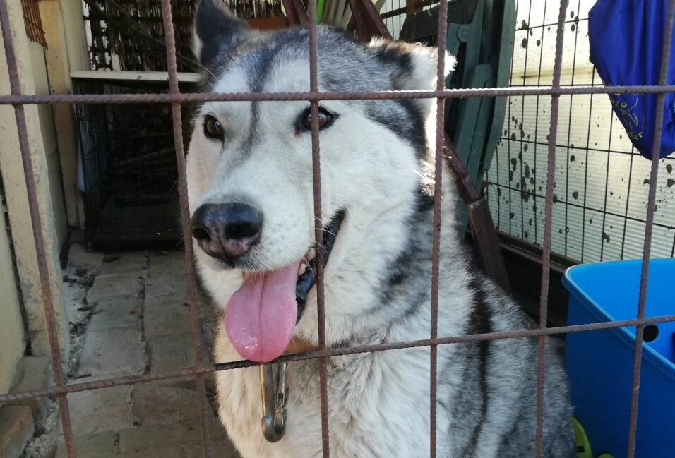 Egy huskyt találtak a Béke-telepen