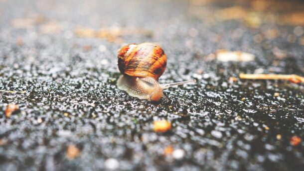 Jellemzően borús, esős idő várható az első tavaszi héten