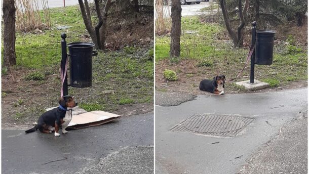 Kukához kötöttek ki egy kutyát Vásárhelyen