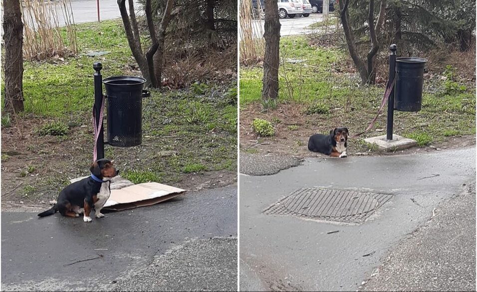 Kukához kötöttek ki egy kutyát Vásárhelyen