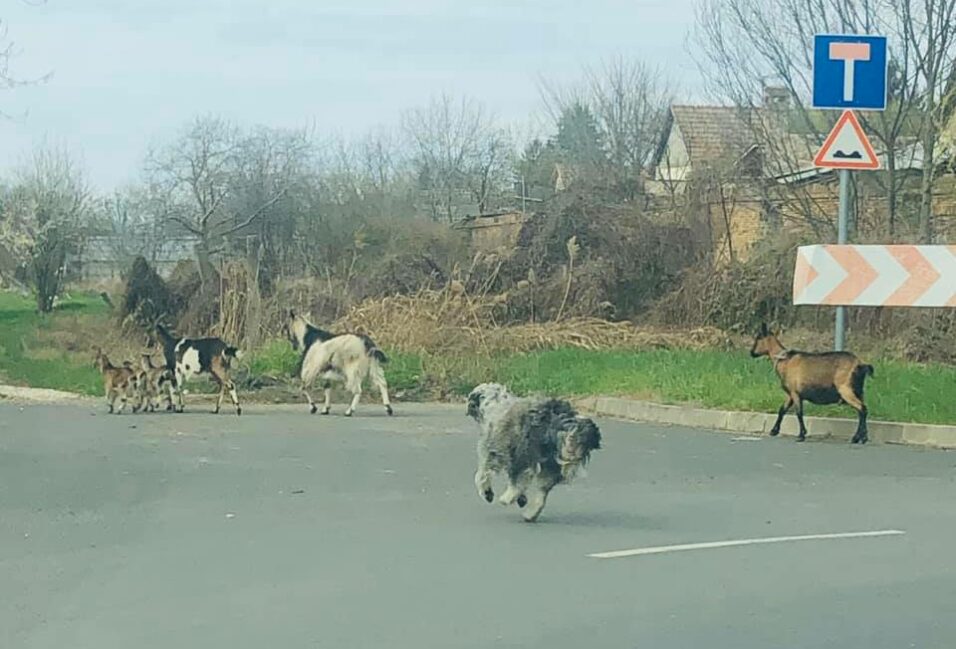 Lovak és kecskék szöktek meg Vásárhelyen