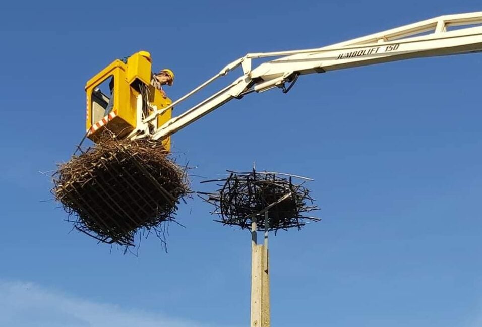 Új fészkekkel várják a gólyákat Vásárhelyen