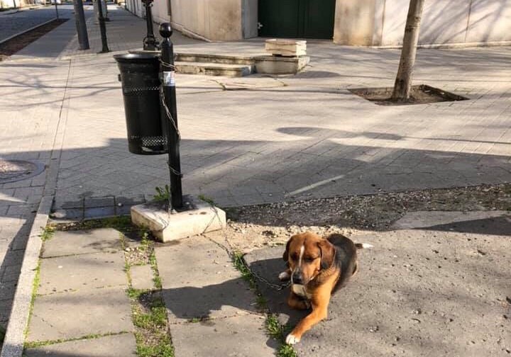 Újabb kutyát hagytak ott egy kukához kötve