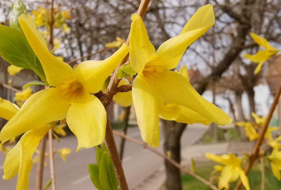 Vásárhelyen is virágzik az aranyeső