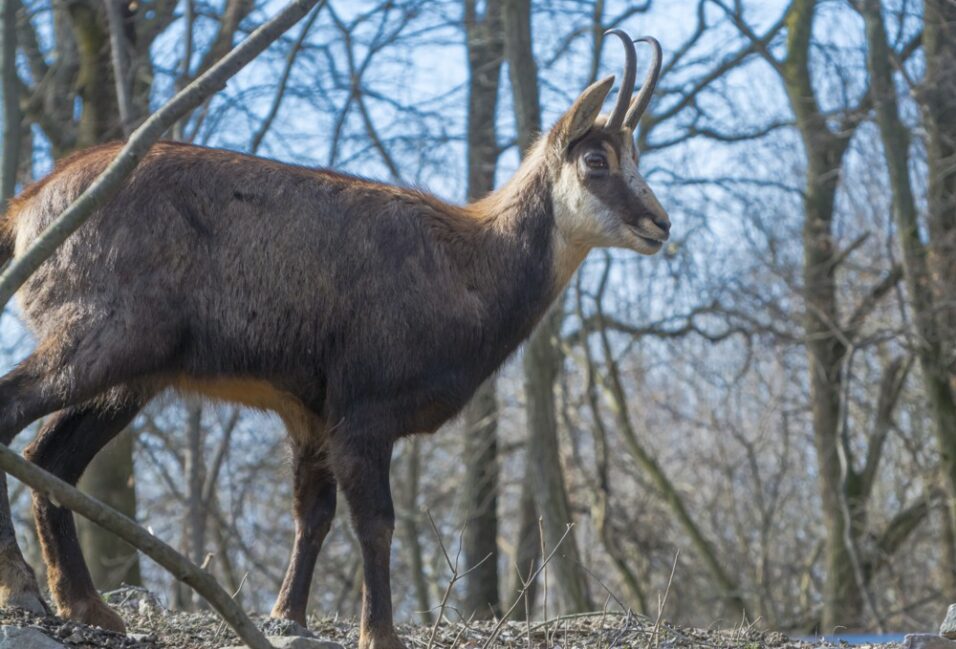 Zergék érkeztek a Szegedi Vadasparkba