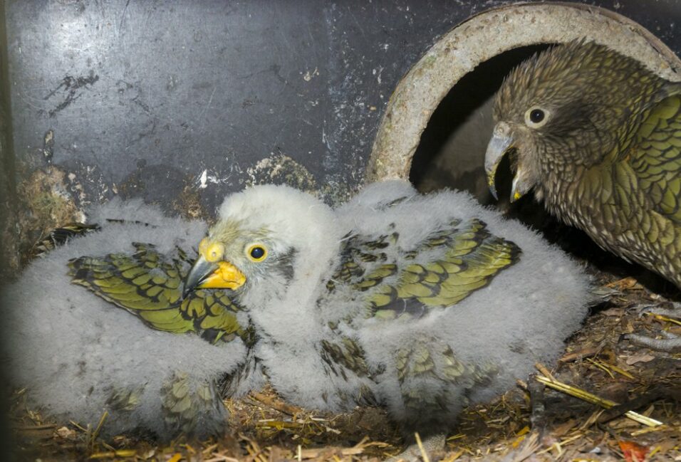 Különleges papagájfiókák keltek a Szegedi Vadasparkban 1