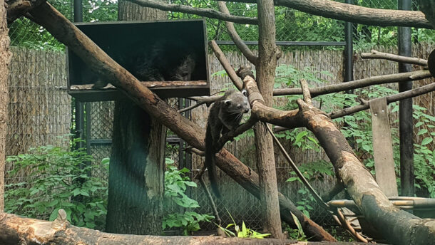 Binturong született a Szegedi Vadasparkban