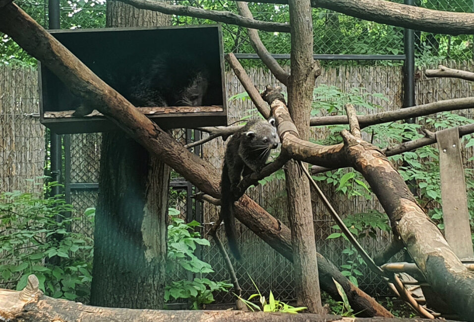 Binturong született a Szegedi Vadasparkban