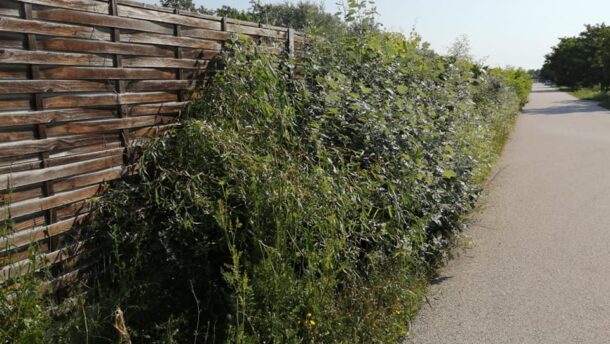 Lassan erdő nő egy kishomoki utcán