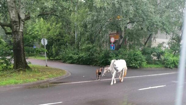 Ló, kecskék és egy kutya sétálgat a Kertvárosban