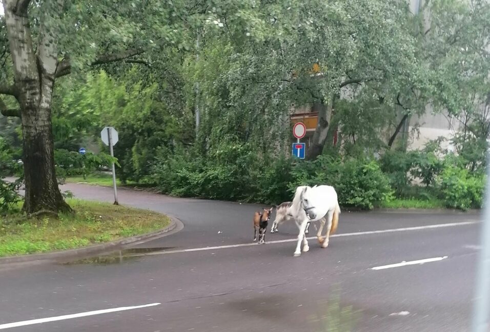 Ló, kecskék és egy kutya sétálgat a Kertvárosban