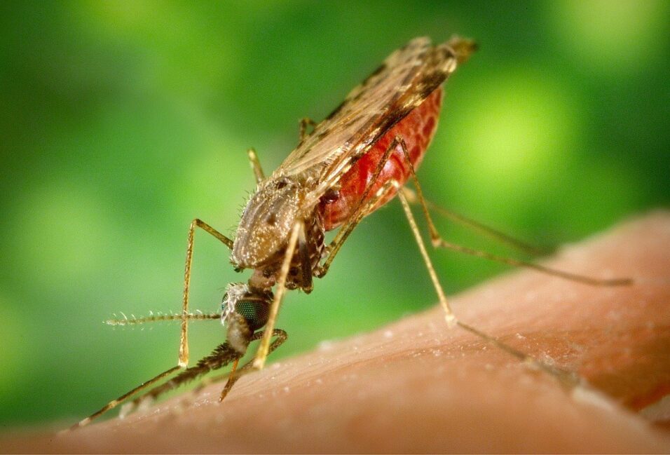 A héten földről és levegőből is gyérítik a szúnyogokat