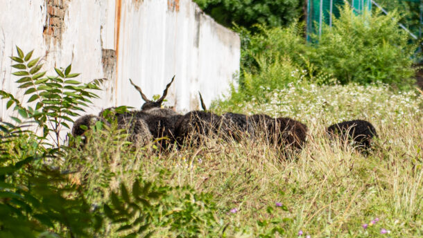 A sok birka meg majd rágja a füvet… - eddig poénkodtunk ezzel, most valóssággá válik 1