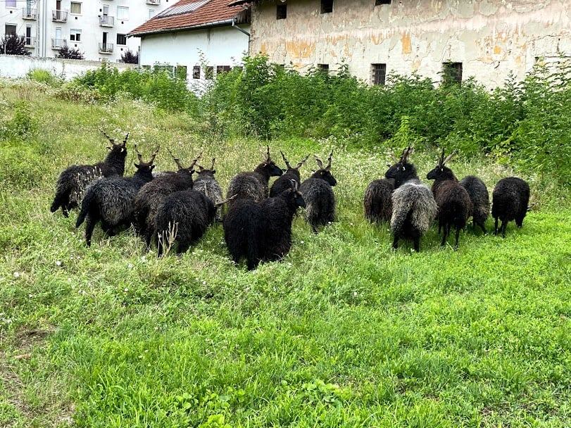 Márki-Zay birkákkal kompenzálná az elpancserkodott tudásközpontot 1