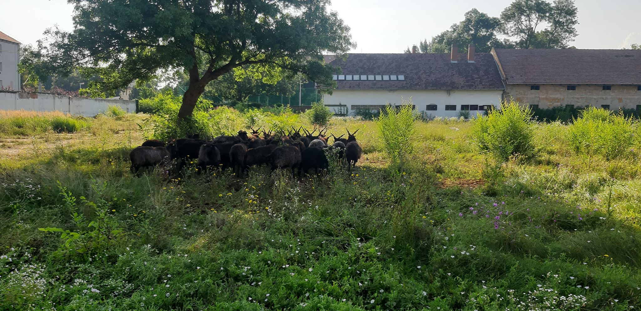 Megérkeztek Vásárhely új fekvőrendőrei? 2