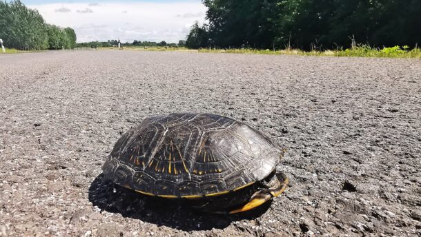 Megérkeztek Vásárhely új fekvőrendőrei?