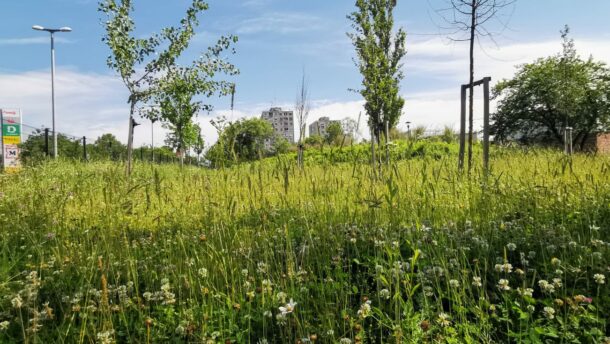 Sirkó Zoltán nekiesett végre a Hódtói Pihenőpark diverzgyepének