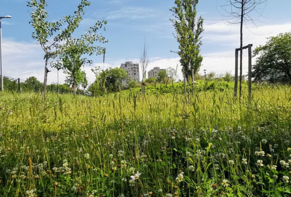 Sirkó Zoltán nekiesett végre a Hódtói Pihenőpark diverzgyepének