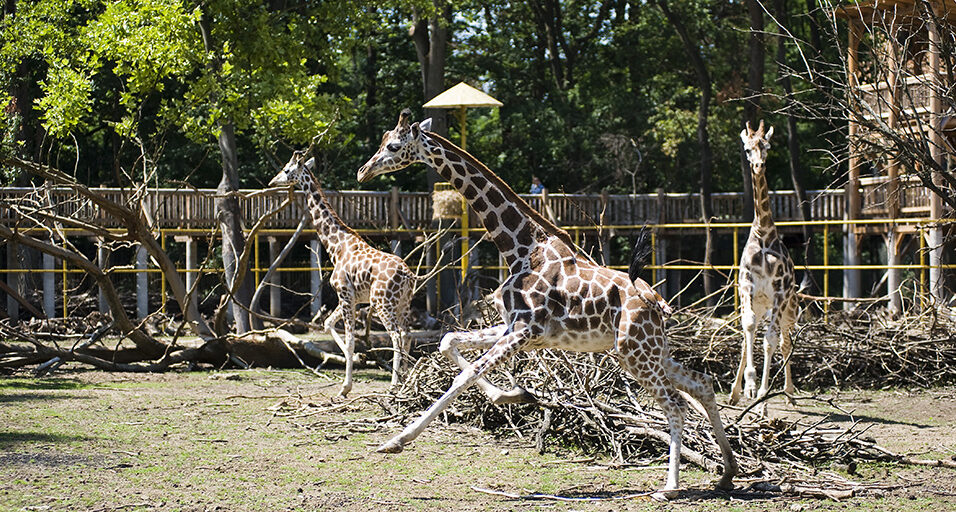 Zsiráf született a Nyíregyházi Állatparkban 1