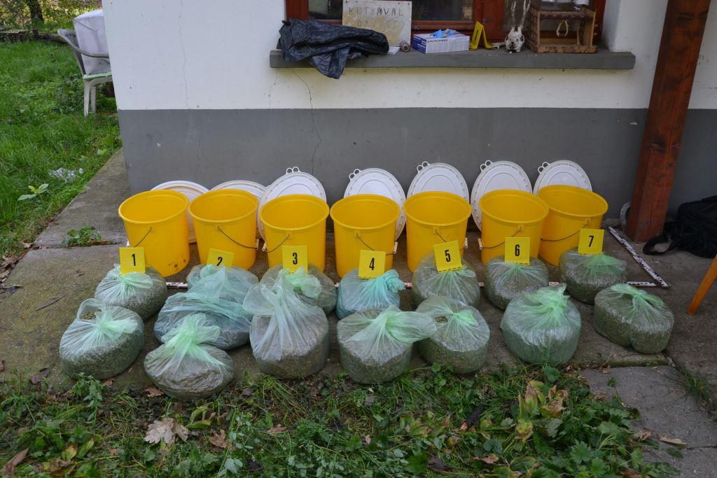 Hét vödör marihuánát foglaltak le a rendőrök Szegváron 2
