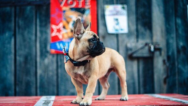 Egy francia bulldogot választott meg polgármesterének egy amerikai kisváros