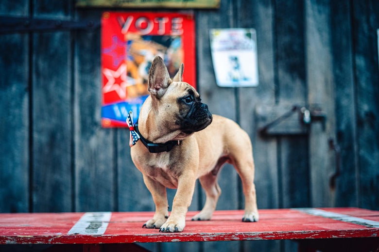 Egy francia bulldogot választott meg polgármesterének egy amerikai kisváros